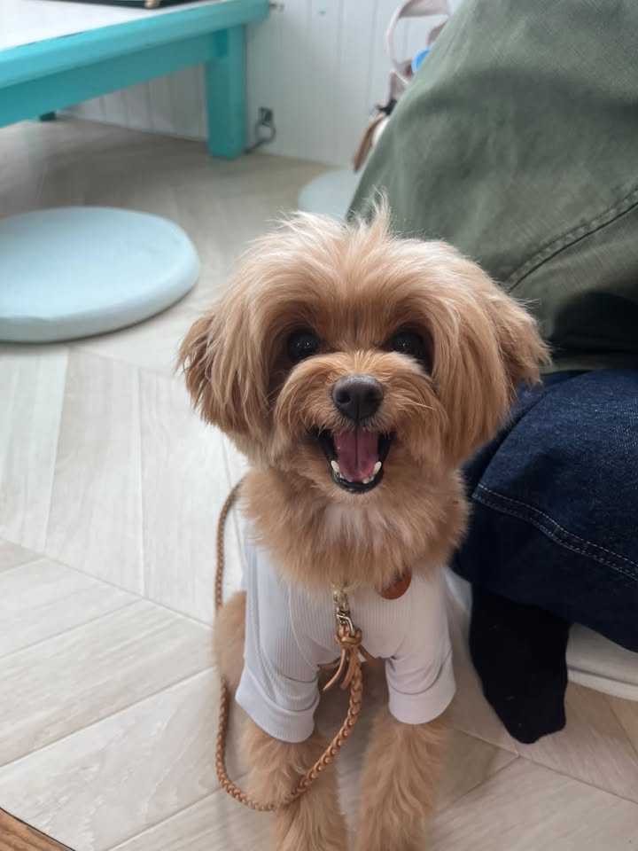 あおくん