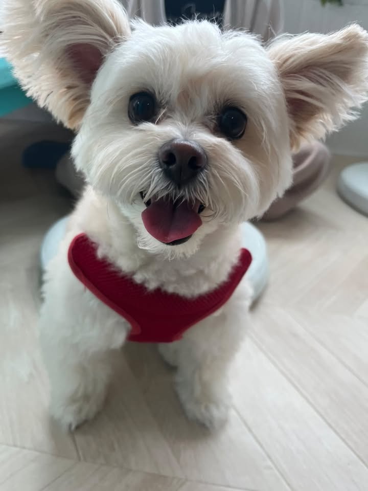 ふうかちゃん