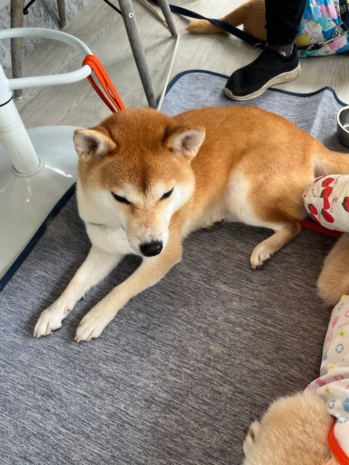 ひまりちゃん
