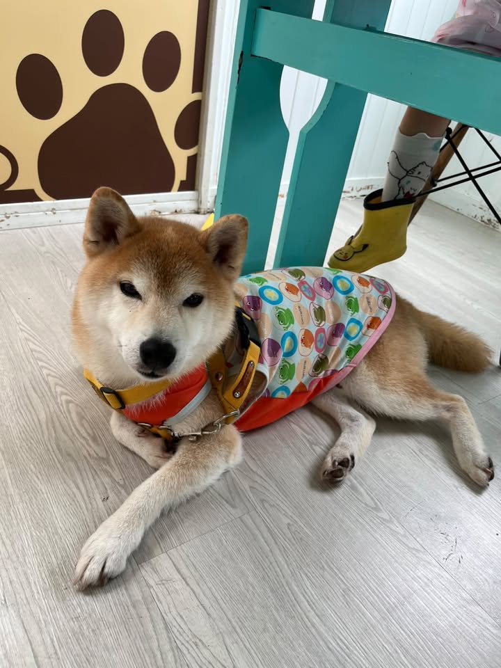 びゃっこくん
