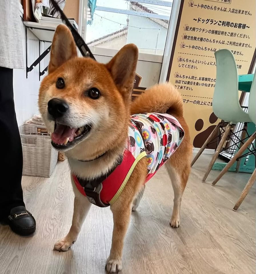 こたろうくん