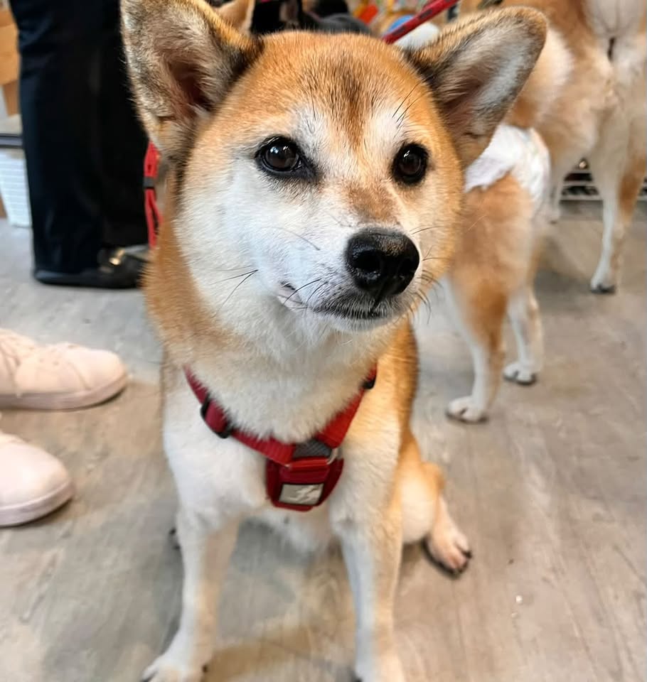 とくひめちゃん
