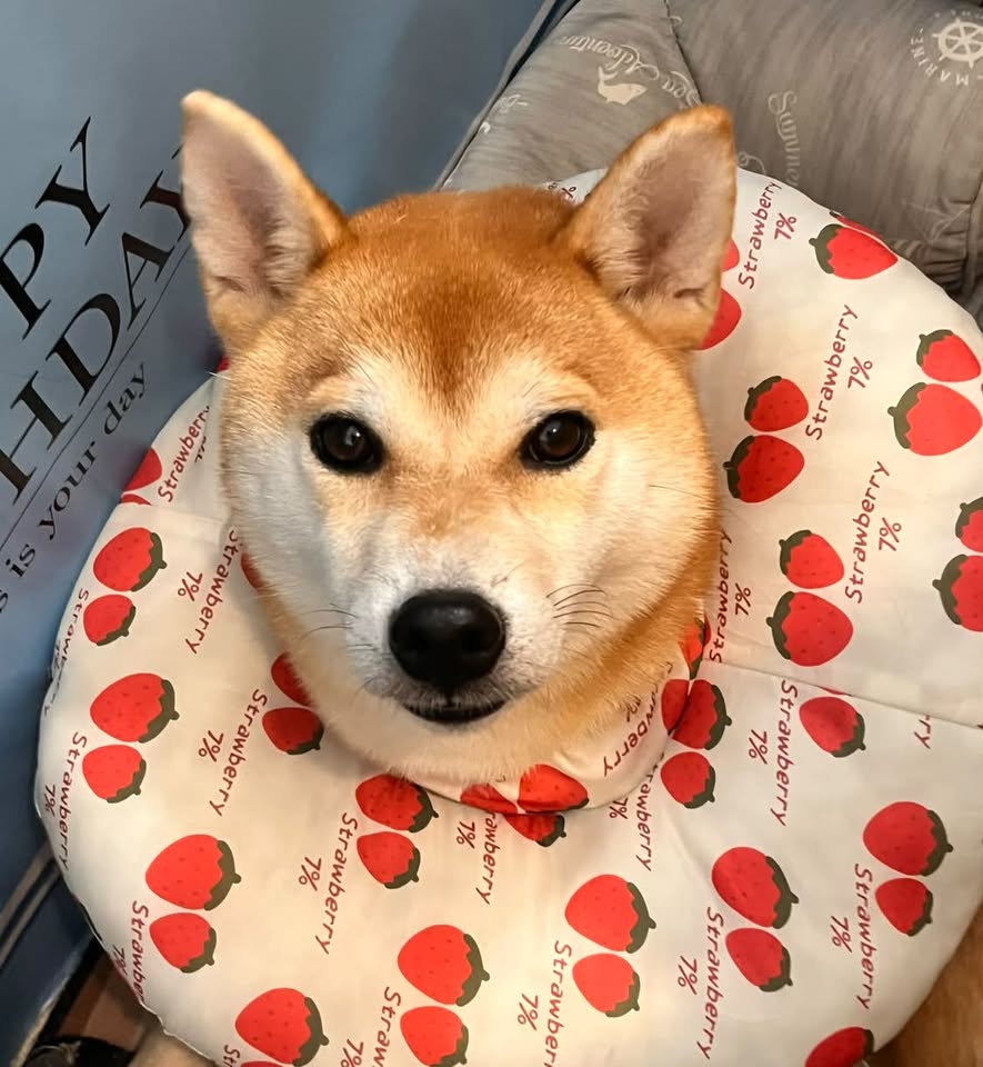 ひまりちゃん