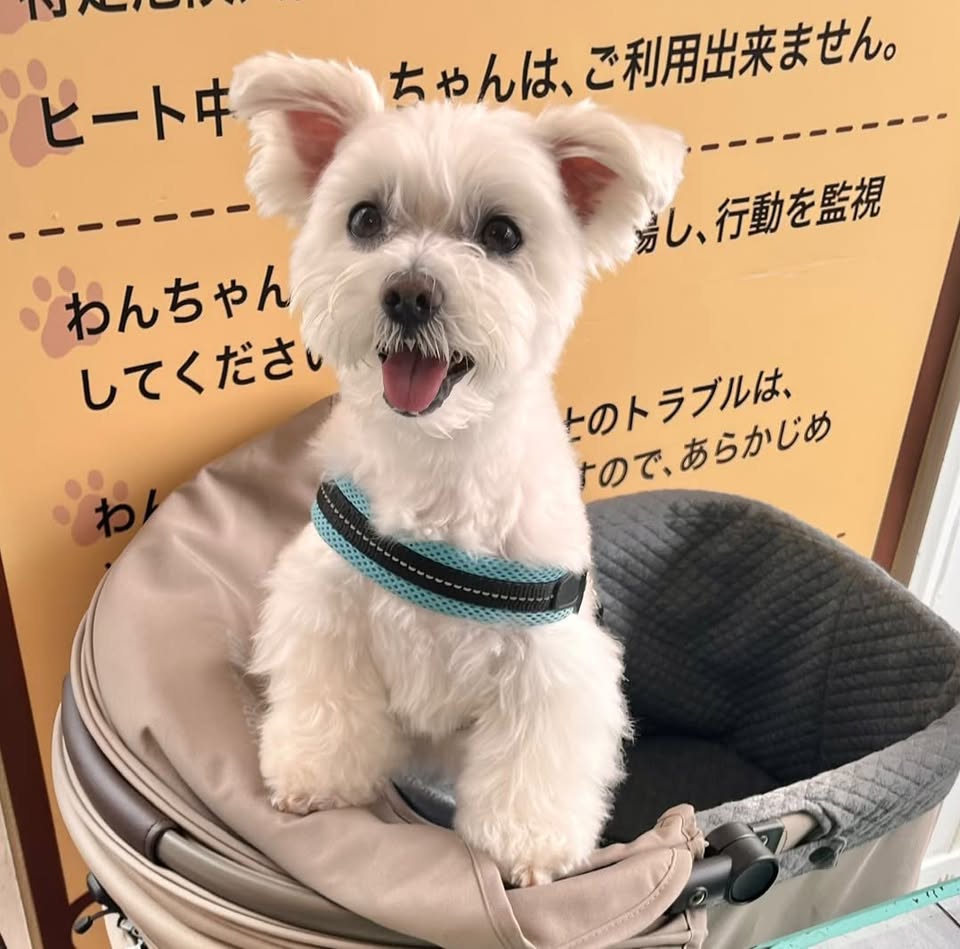 コスモくん